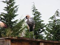 Grue royale, Balearica regulorum (Photo F. Mrugala) (7)